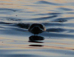 seal swimming about 10 yards off ambleside beach 